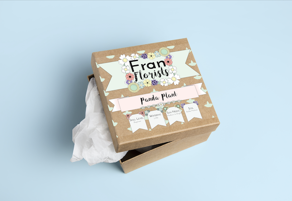 Fran Florists Box Panda Plant